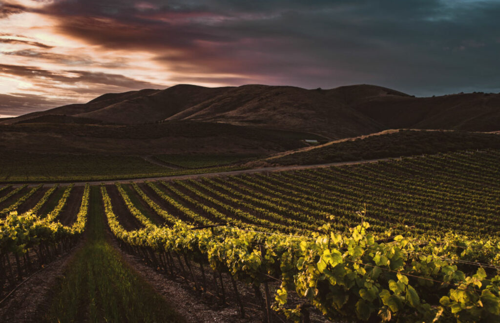 オーストラリアでのワイン用のブドウを育てる畑のイメージ