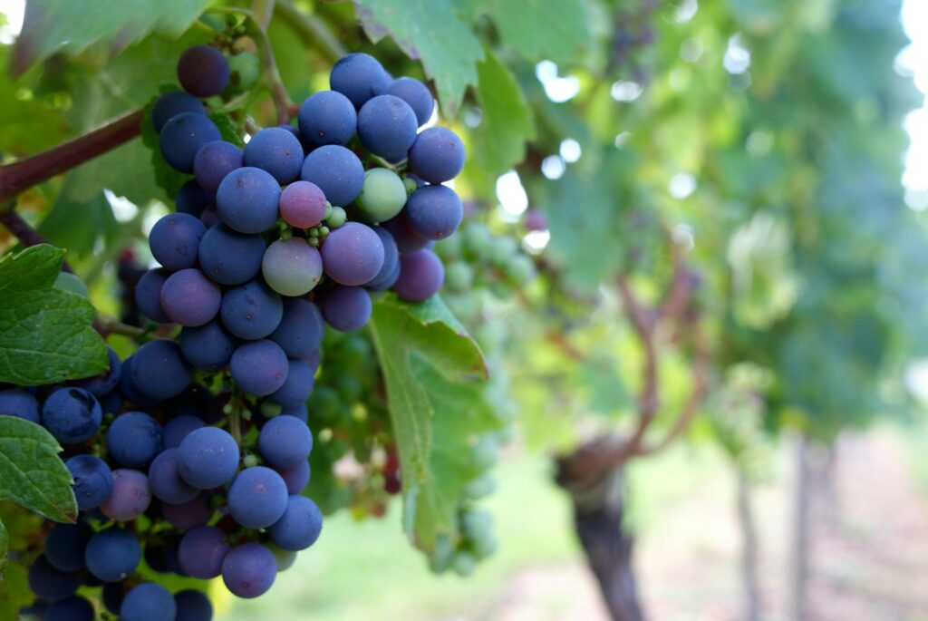 高品質の葡萄のイメージ写真