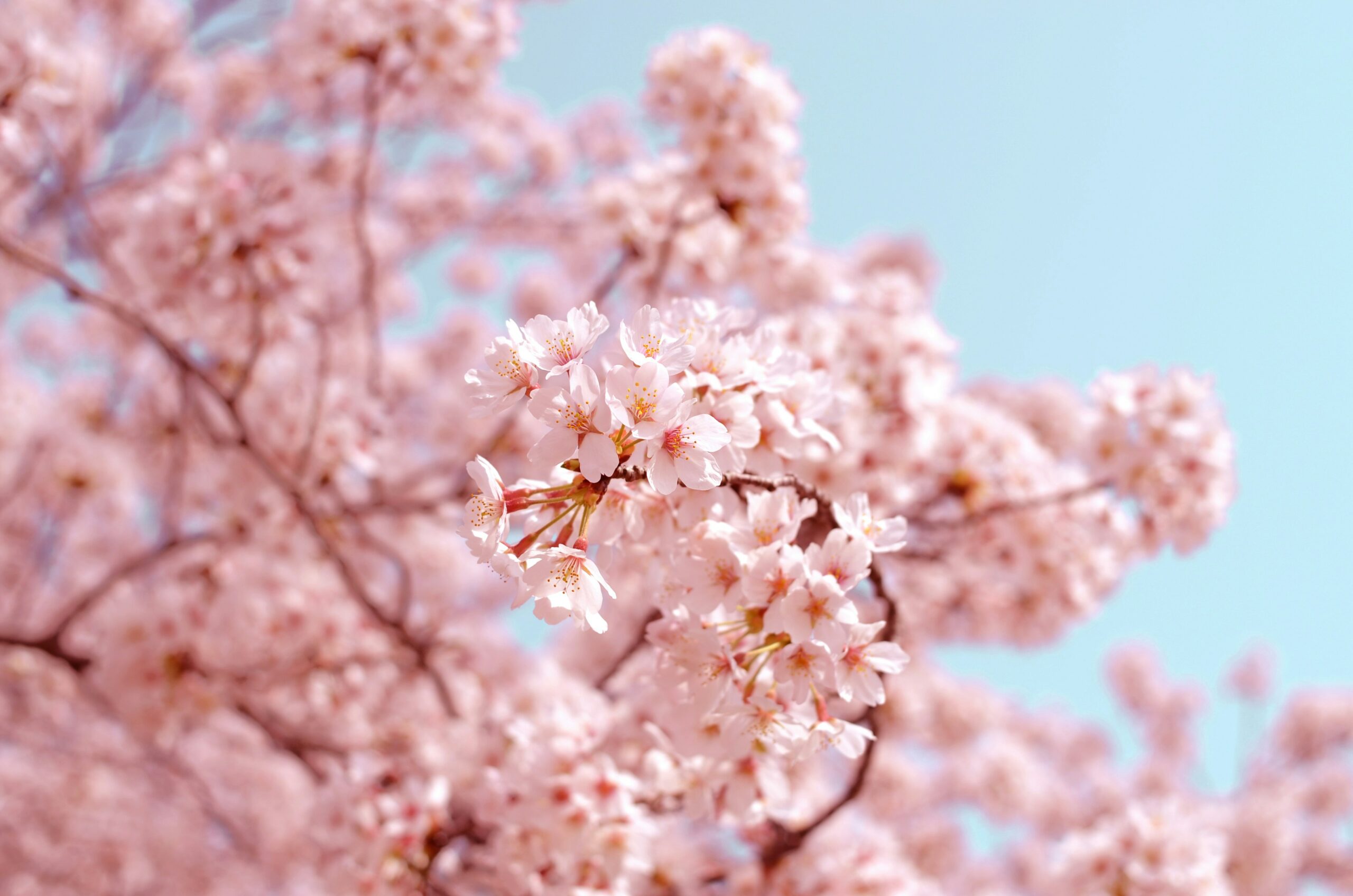 桜が満開の季節到来の北海道をイメージ